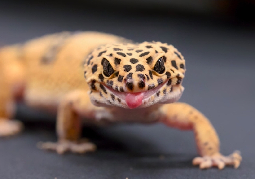 Toms Talking Reptiles