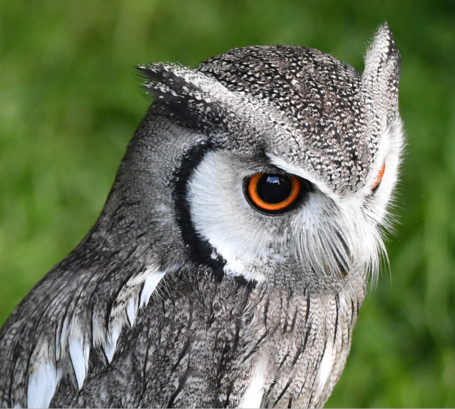 Berkshire Birds of Prey
